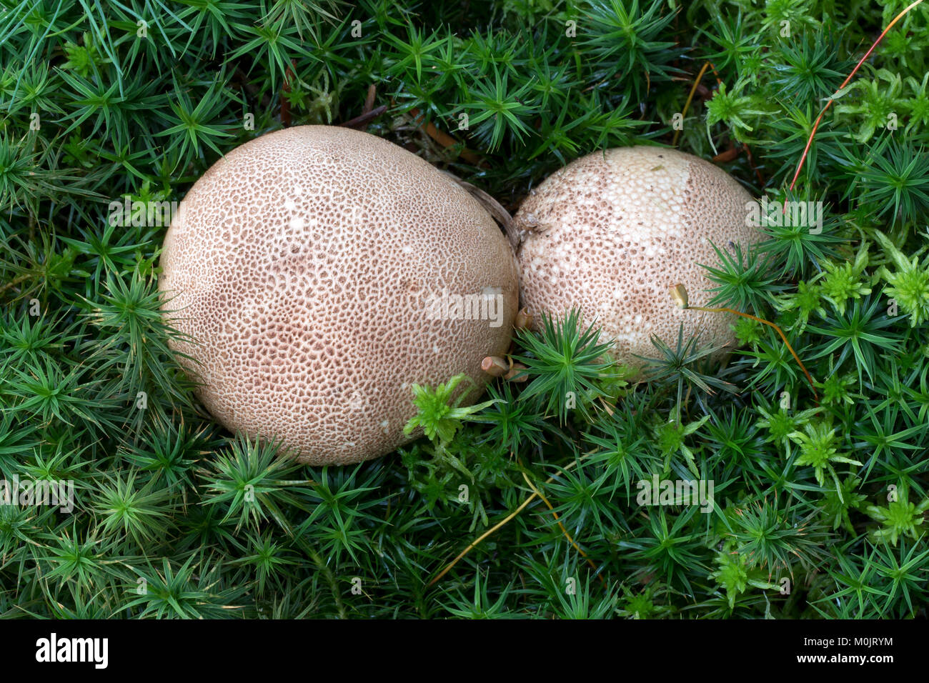 Earthball (Scleroderma) in moss, Burgenland, Austria Stock Photo