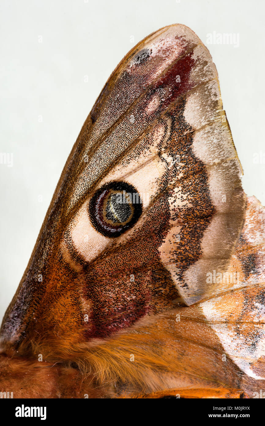 Small emperor moth (Saturnia pavonia), Schwaz, Tyrol, Austria Stock Photo