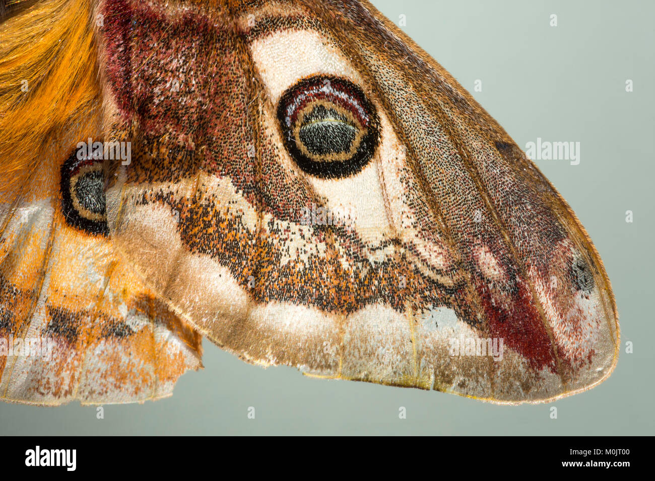 Small emperor moth (Saturnia pavonia), Schwaz, Tyrol, Austria Stock Photo