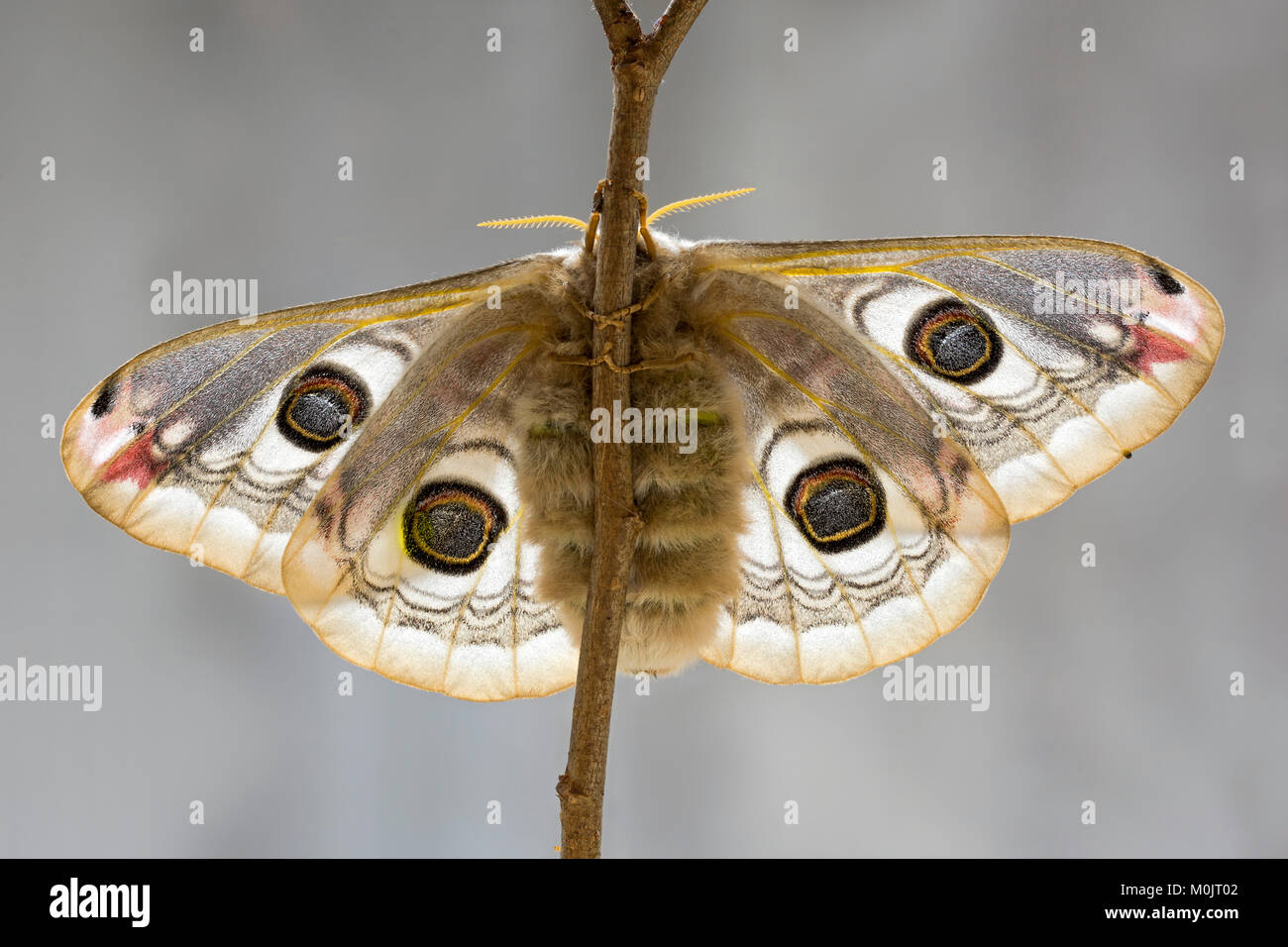 Small emperor moth (Saturnia pavonia), Schwaz, Tyrol, Austria Stock Photo