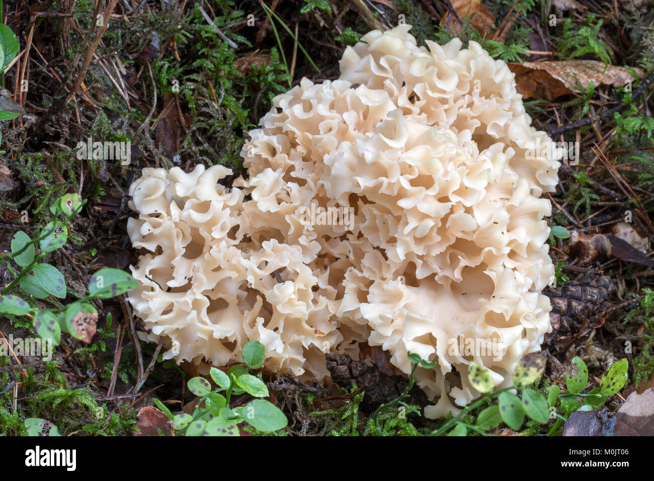 Wood Cauliflower fungus (Sparassis crispa), Burgenland, Austria Stock Photo