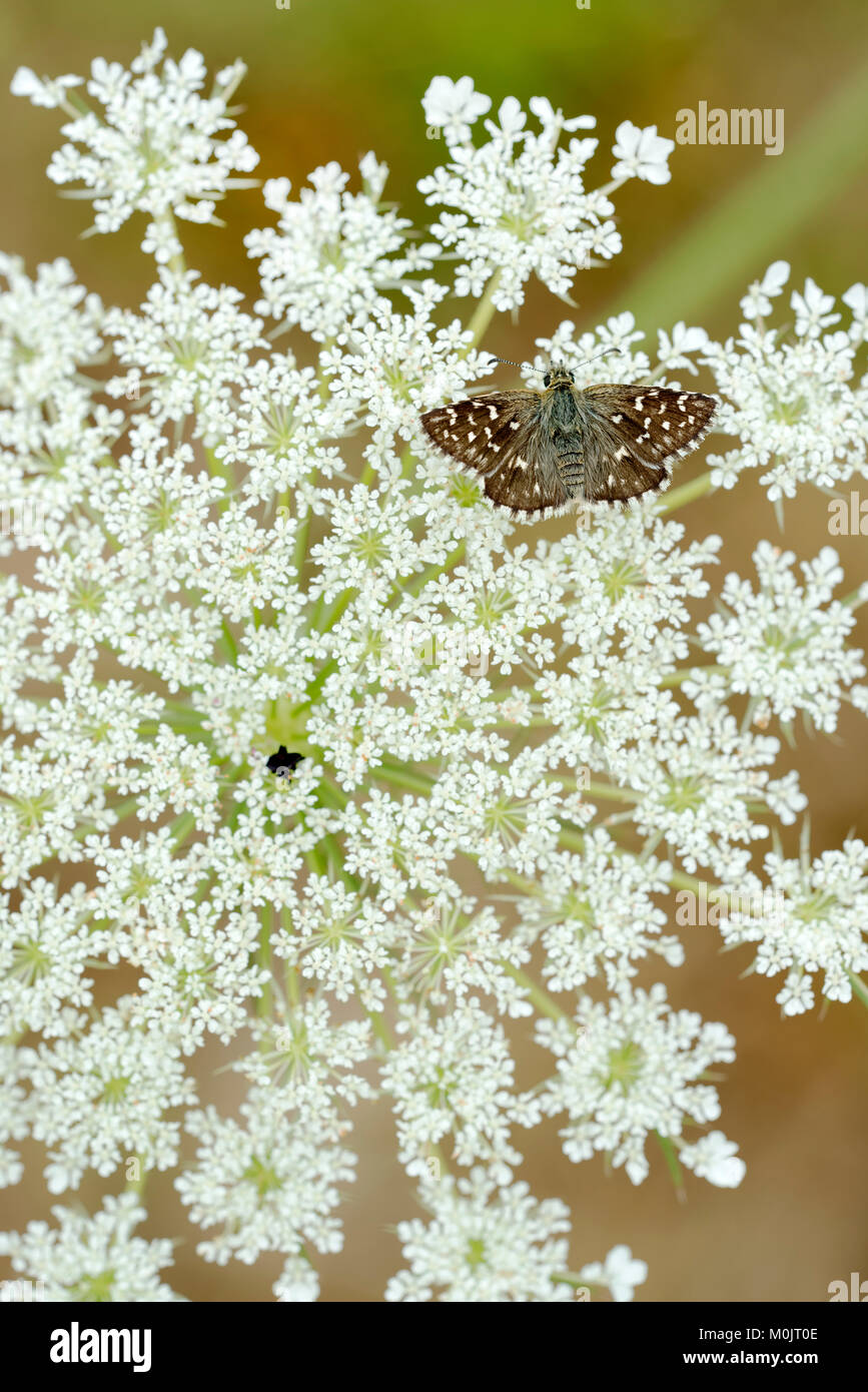 Grizzled Skipper (Pyrgus malvae), Schwaz, Tyrol, Austria Stock Photo