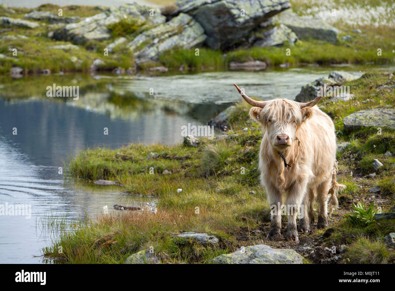 Scottish Highland cattle on the alpine pasture, Scheidseen, Galtür, Tyrol, Austria Stock Photo
