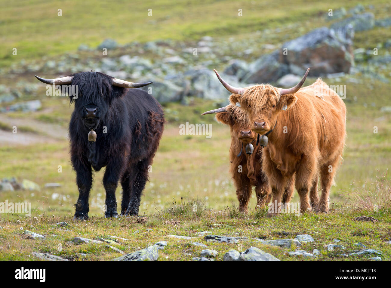 Scottish Highland cattle on the alpine pasture, Scheidseen, Galtür, Tyrol, Austria Stock Photo