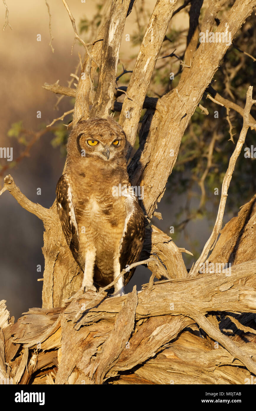 Spotted eagle-owl (Bubo africanus), young bird perched on a tree, Kgalagadi Transfrontier Park, Northern Cape, South Africa Stock Photo