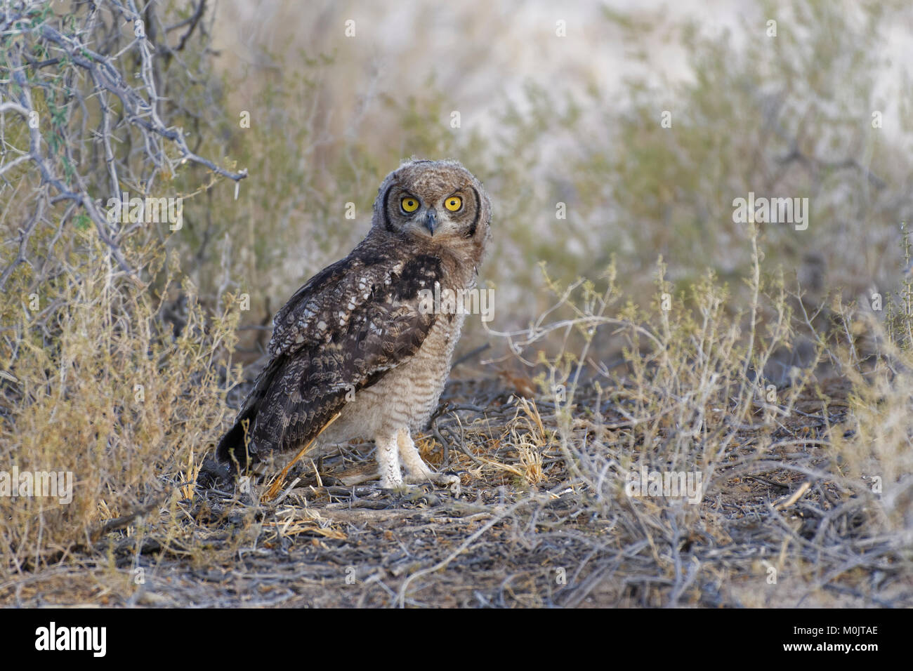 Spotted eagle-owl (Bubo africanus), young bird on the ground looking for prey, Kgalagadi Transfrontier Park, Northern Cape Stock Photo