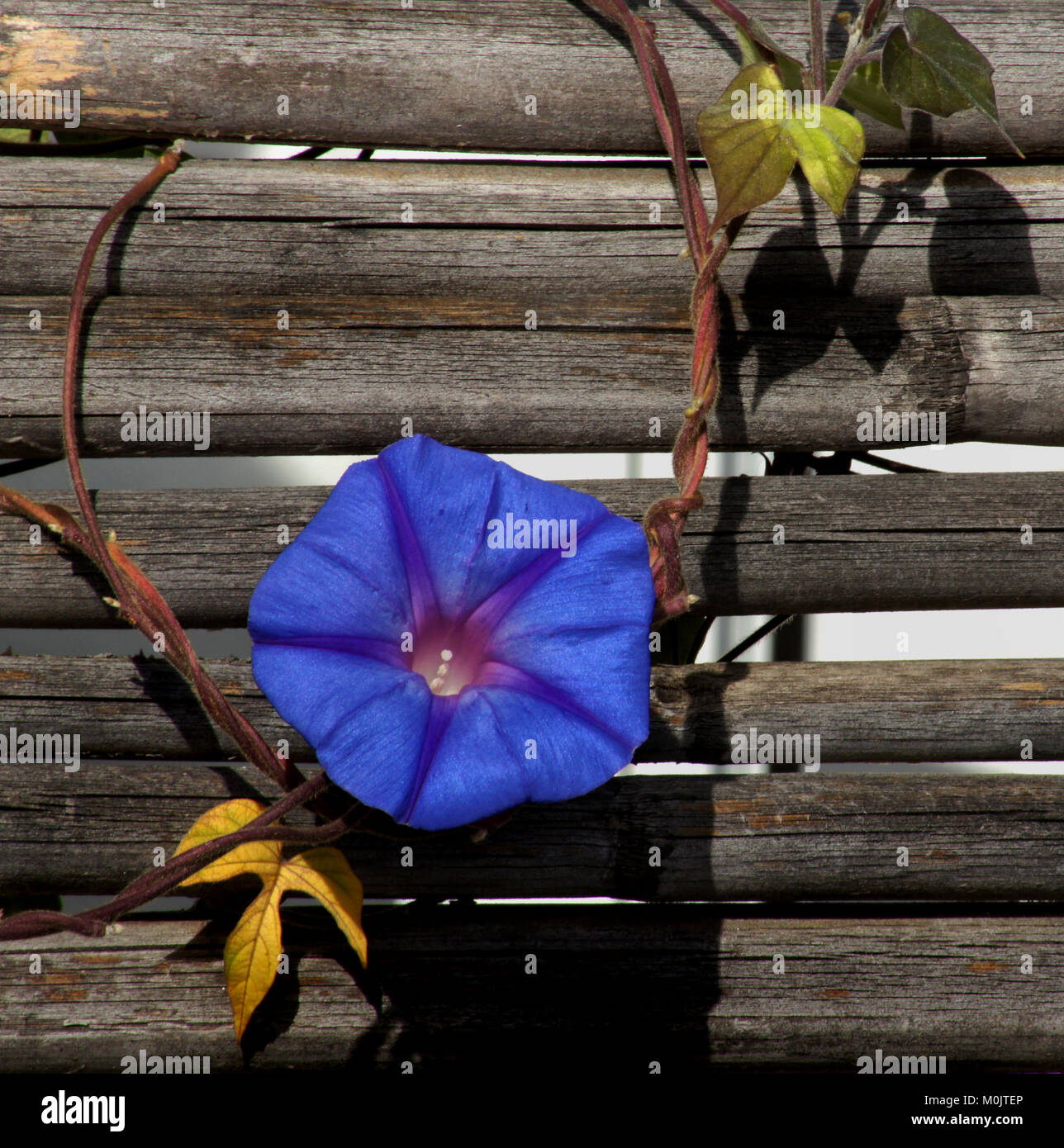 Single intense blue morning glory flower on a vine with two leaves against an old wooden fence Stock Photo