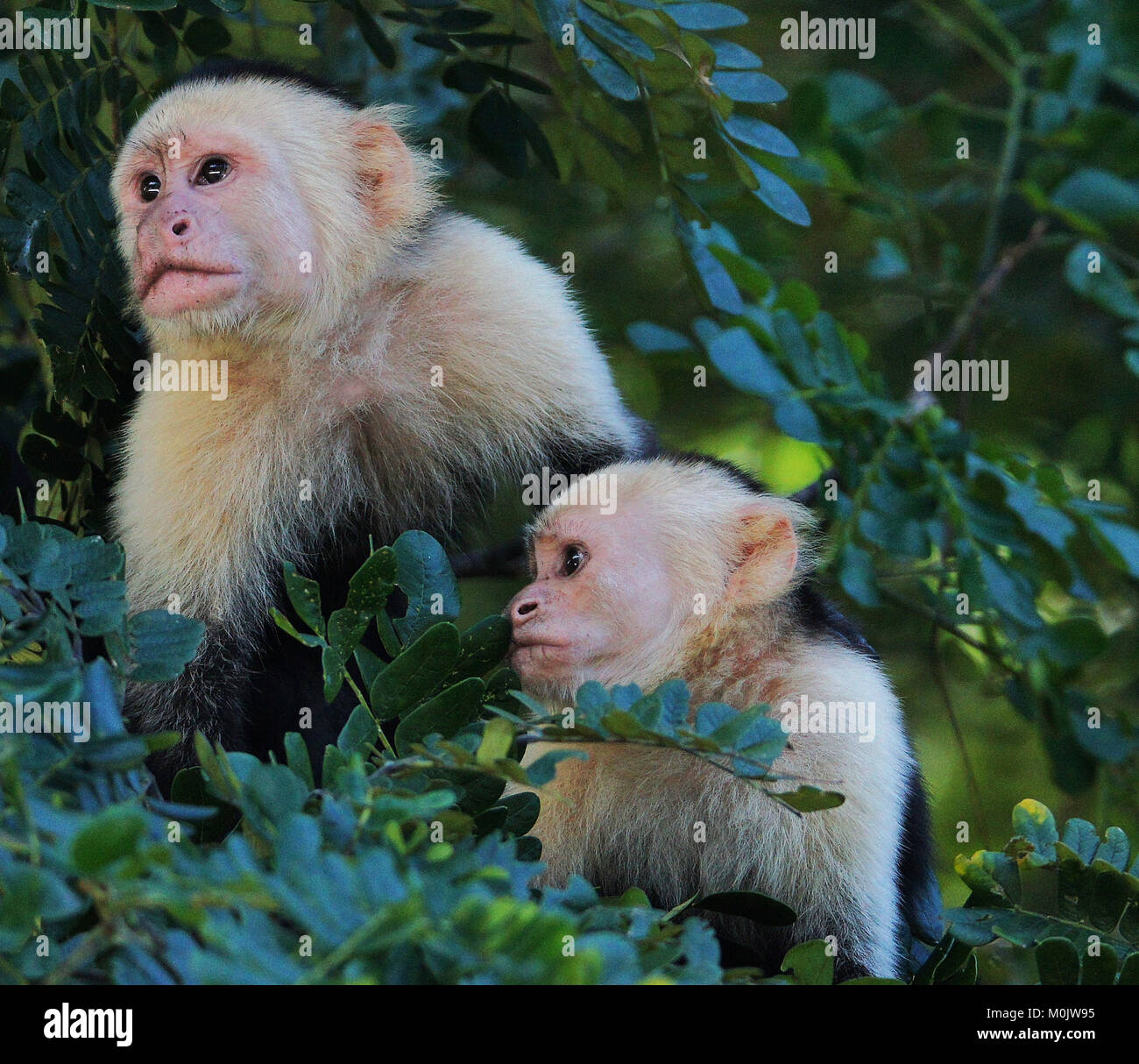 The Wildlife of Costa Rica Stock Photo Alamy