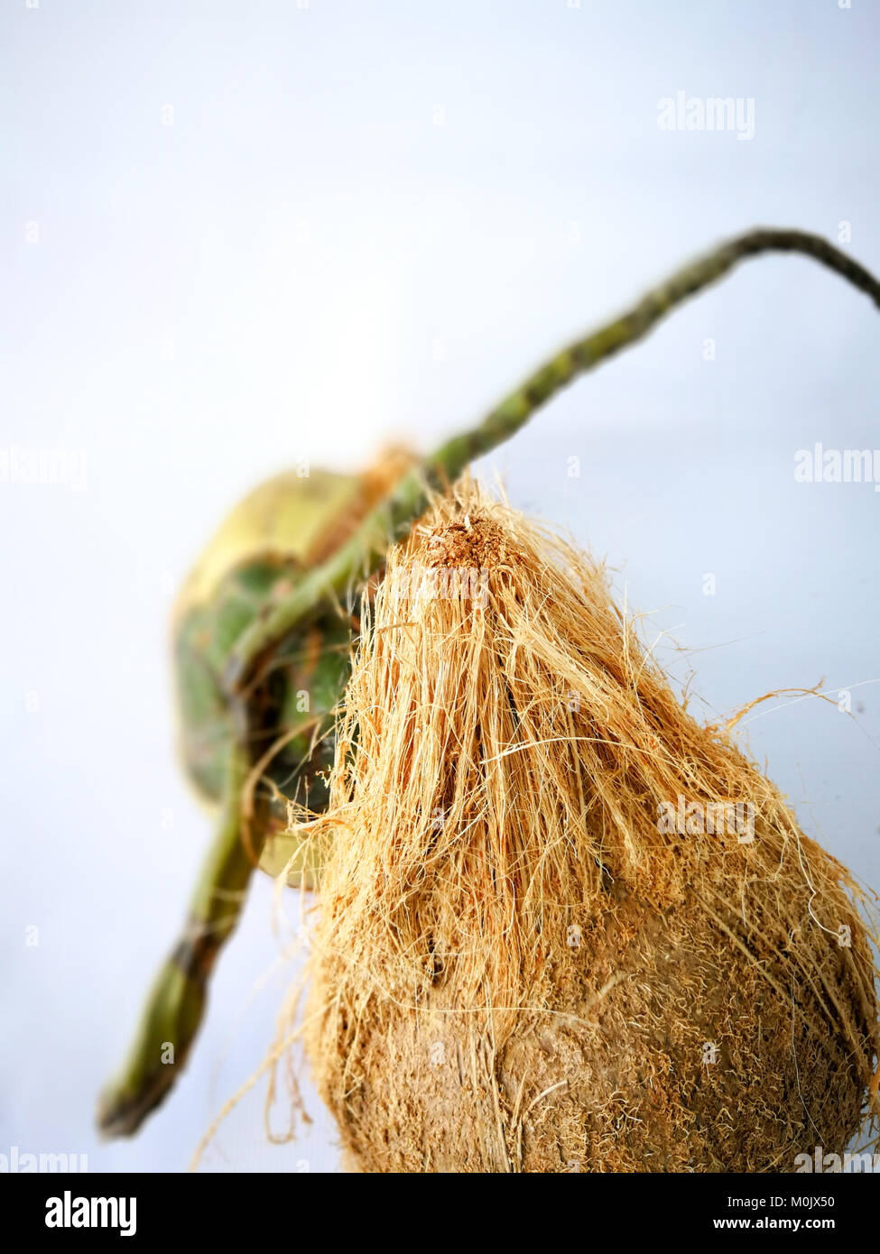 coconuts shell isolated on white background Stock Photo - Alamy