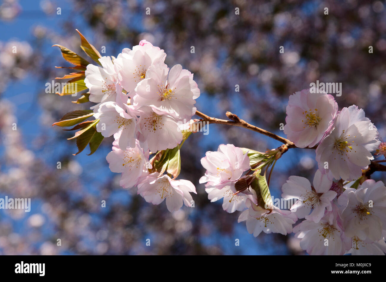 Kirschblüte - Cherryblossom Stock Photo