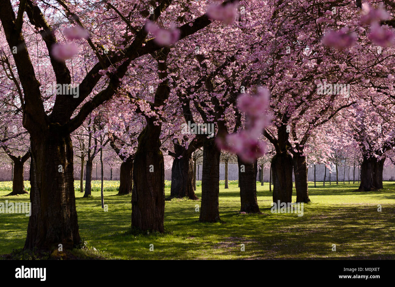 Kirschblüte - Cherryblossom Stock Photo