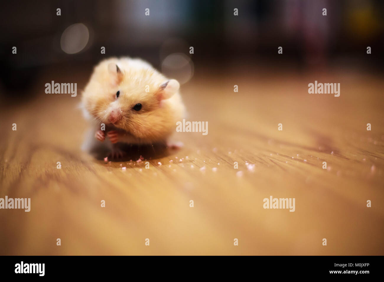Giant Hamster Hi Res Stock Photography And Images Alamy