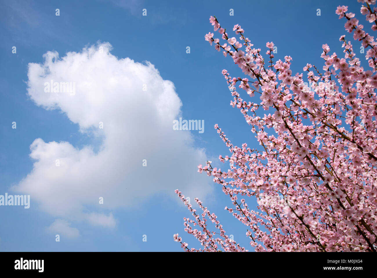 Kirschblüte - Cherryblossom Stock Photo