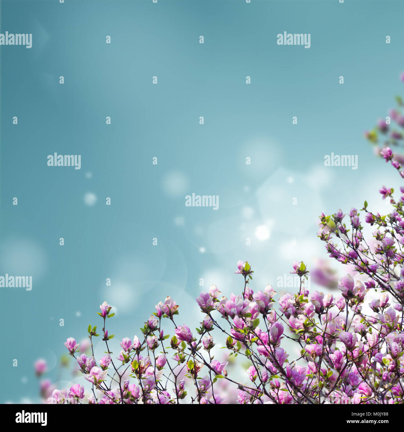 Blooming magnolia tree Stock Photo - Alamy