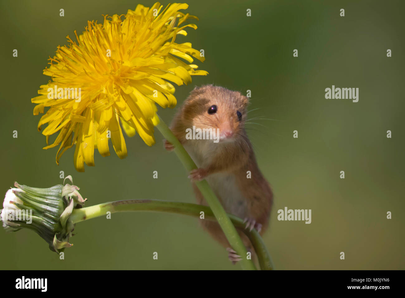 Harvest Mouse on a Dandelion Stock Photo Alamy