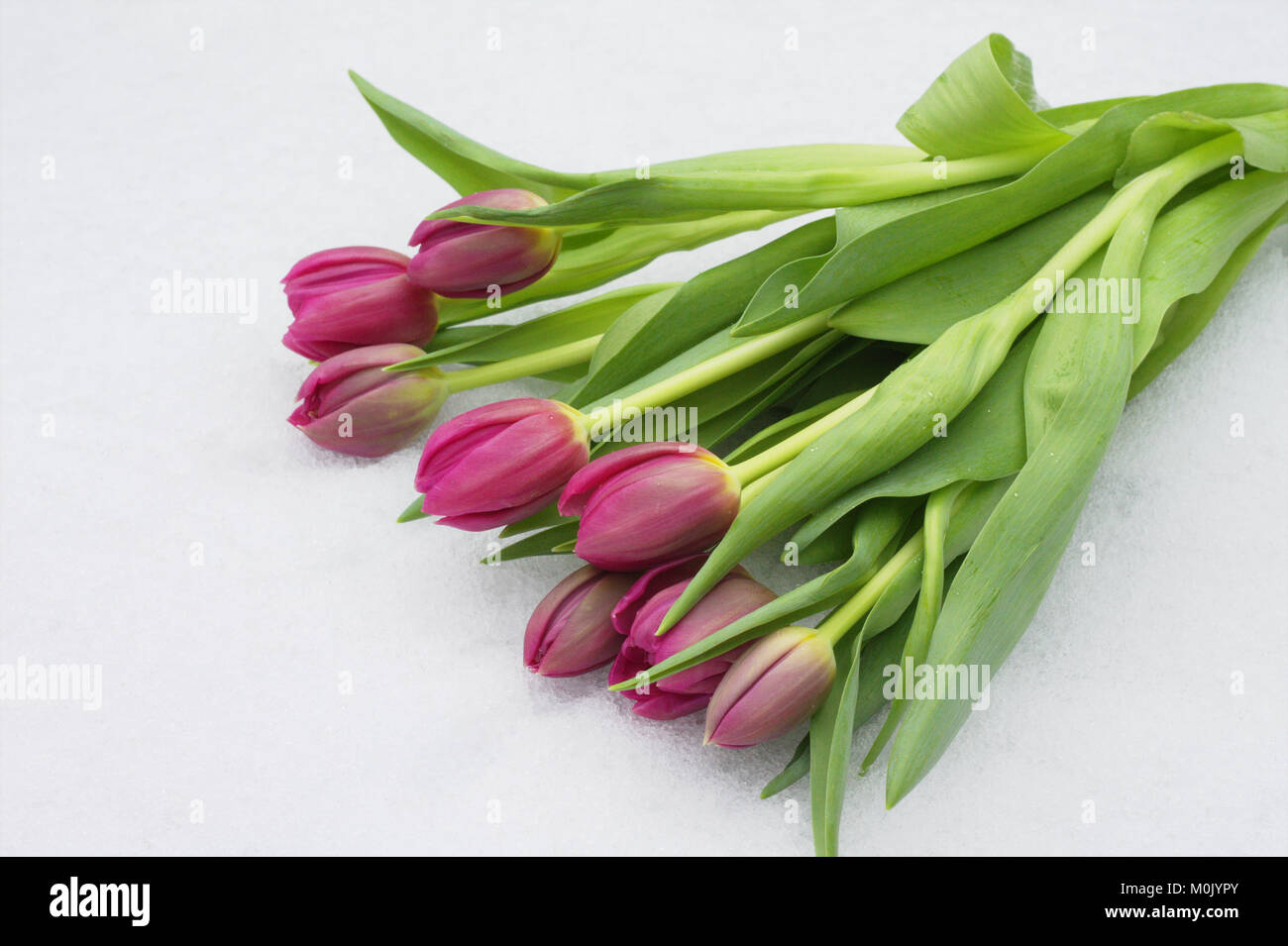 Pink Tulips lying on the snowy ground Stock Photo