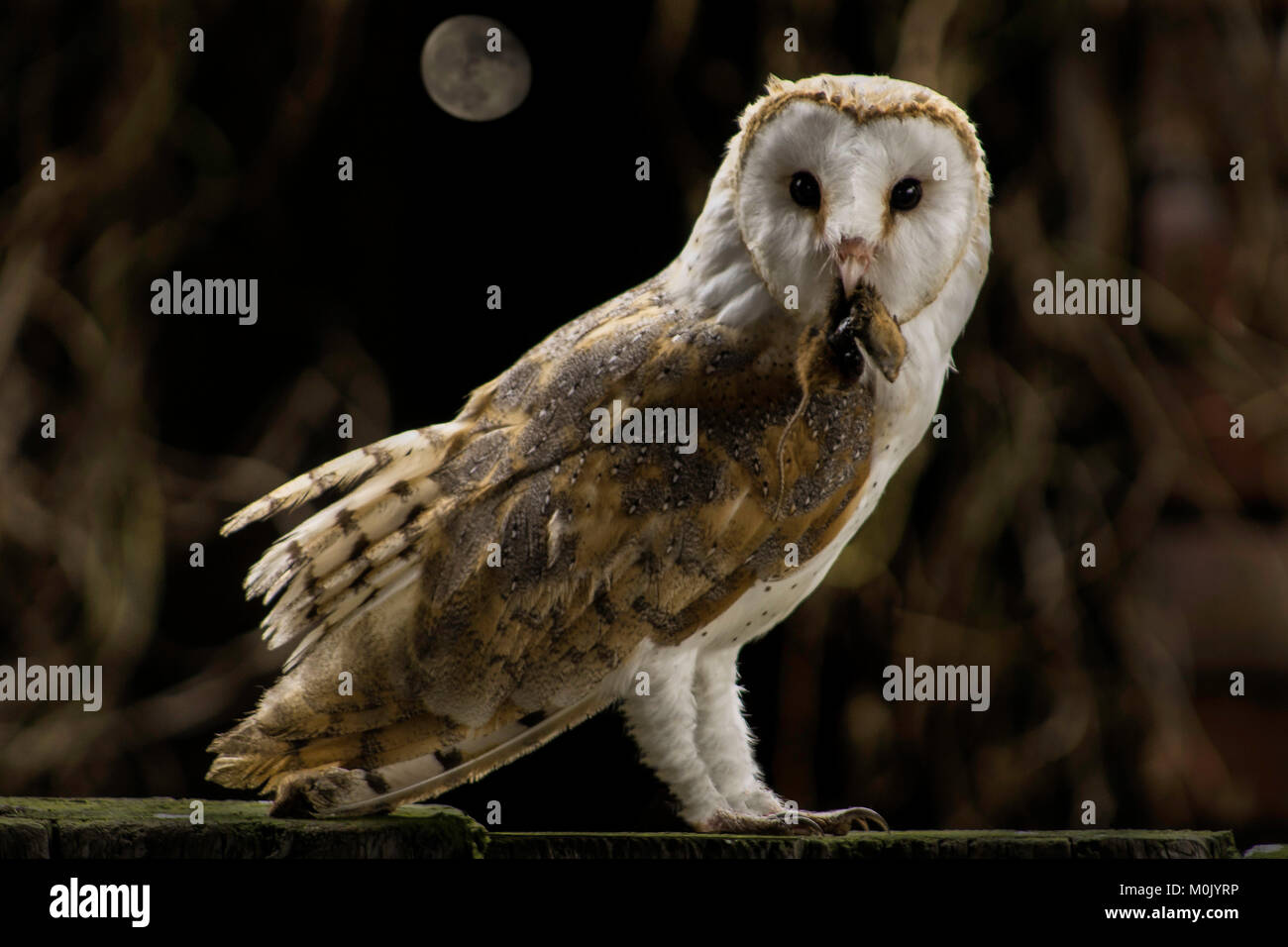 Barn Owl Birds of Prey - Owls Stock Photo