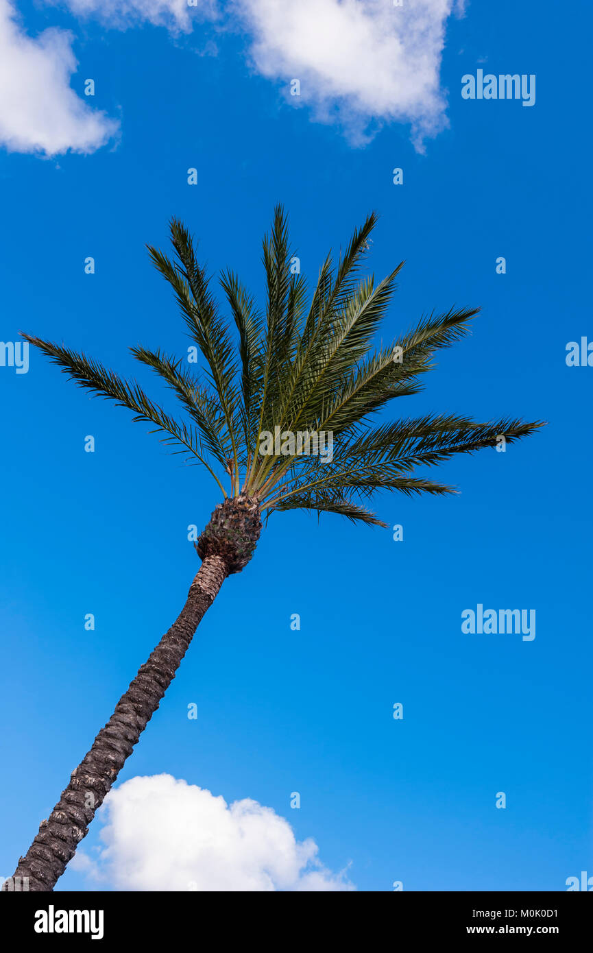 A Palm Tree in Mahon , Menorca , Balearic Islands , Spain Stock Photo