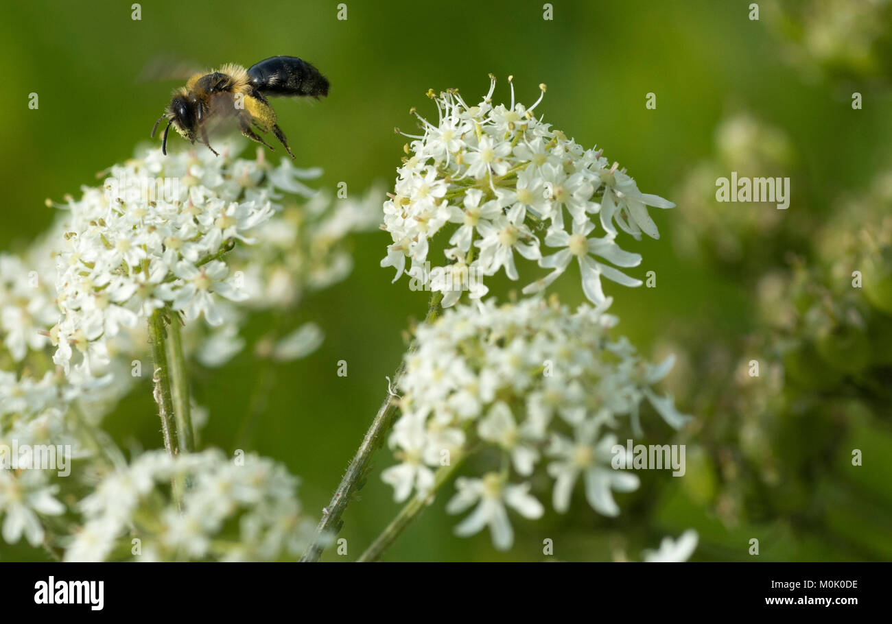 Solitary mining bee (Andrena bicolor) on cow parsley (Anthriscus ...