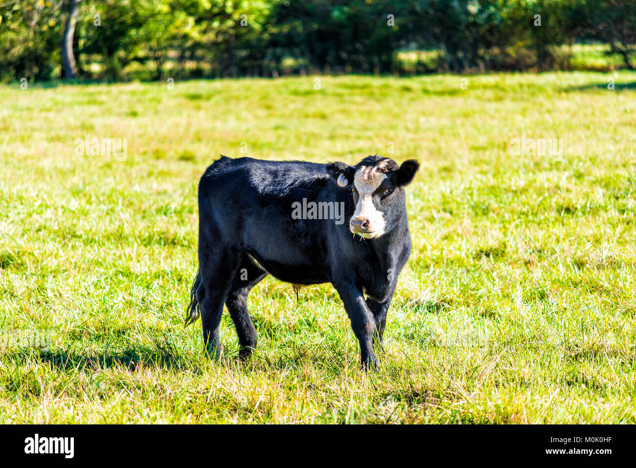 One black and white young cow, calf closeup grazing on pasture, green