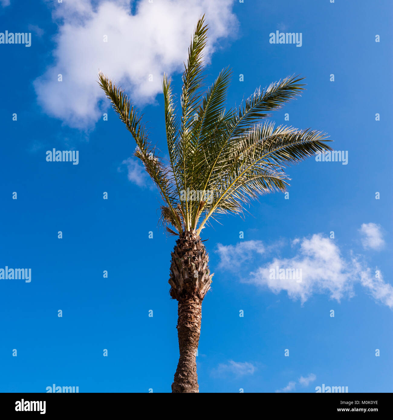 A Palm Tree in Mahon , Menorca , Balearic Islands , Spain Stock Photo