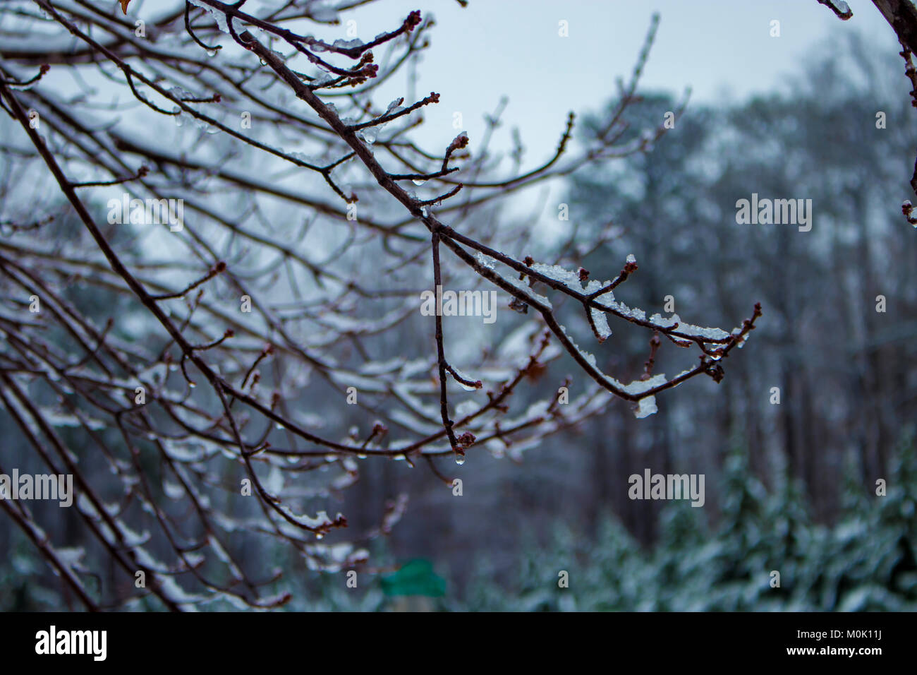 Frosted tree branches hi-res stock photography and images - Alamy