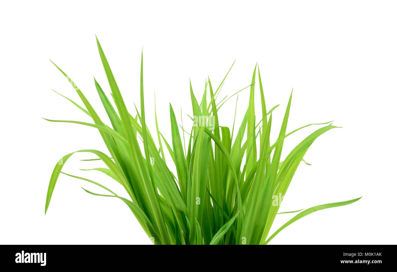 Green grass isolated on the white background Stock Photo - Alamy