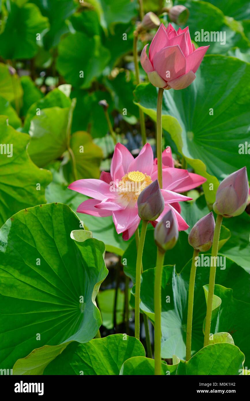 Pink Lilies In Full Bloom, Anderson Park Botanic Gardens, Townsville 