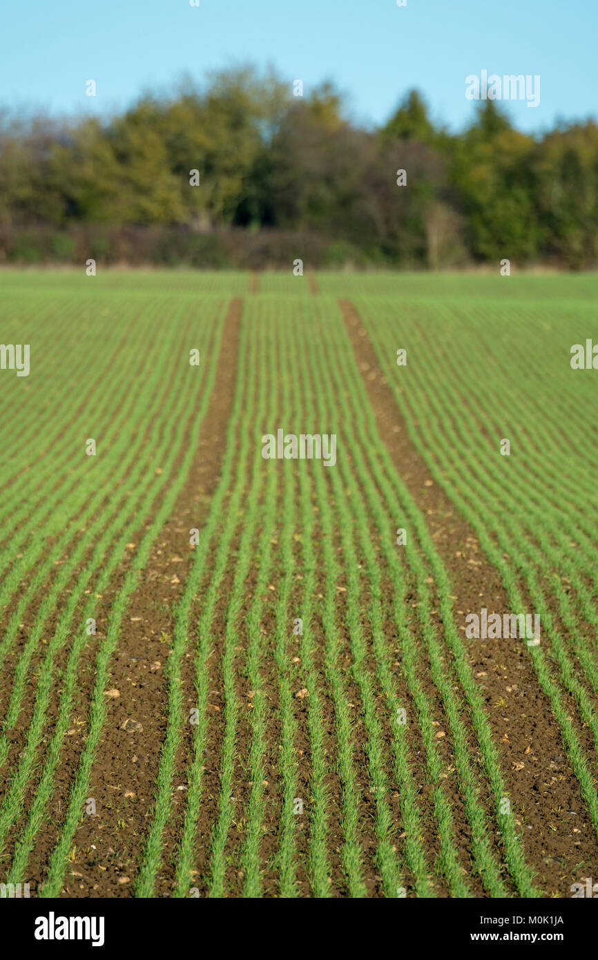 Autumn planted arable crop Stock Photo