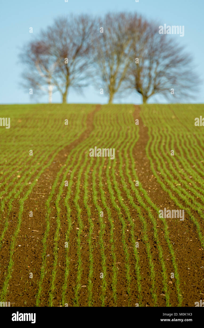 Autumn planted arable crop Stock Photo
