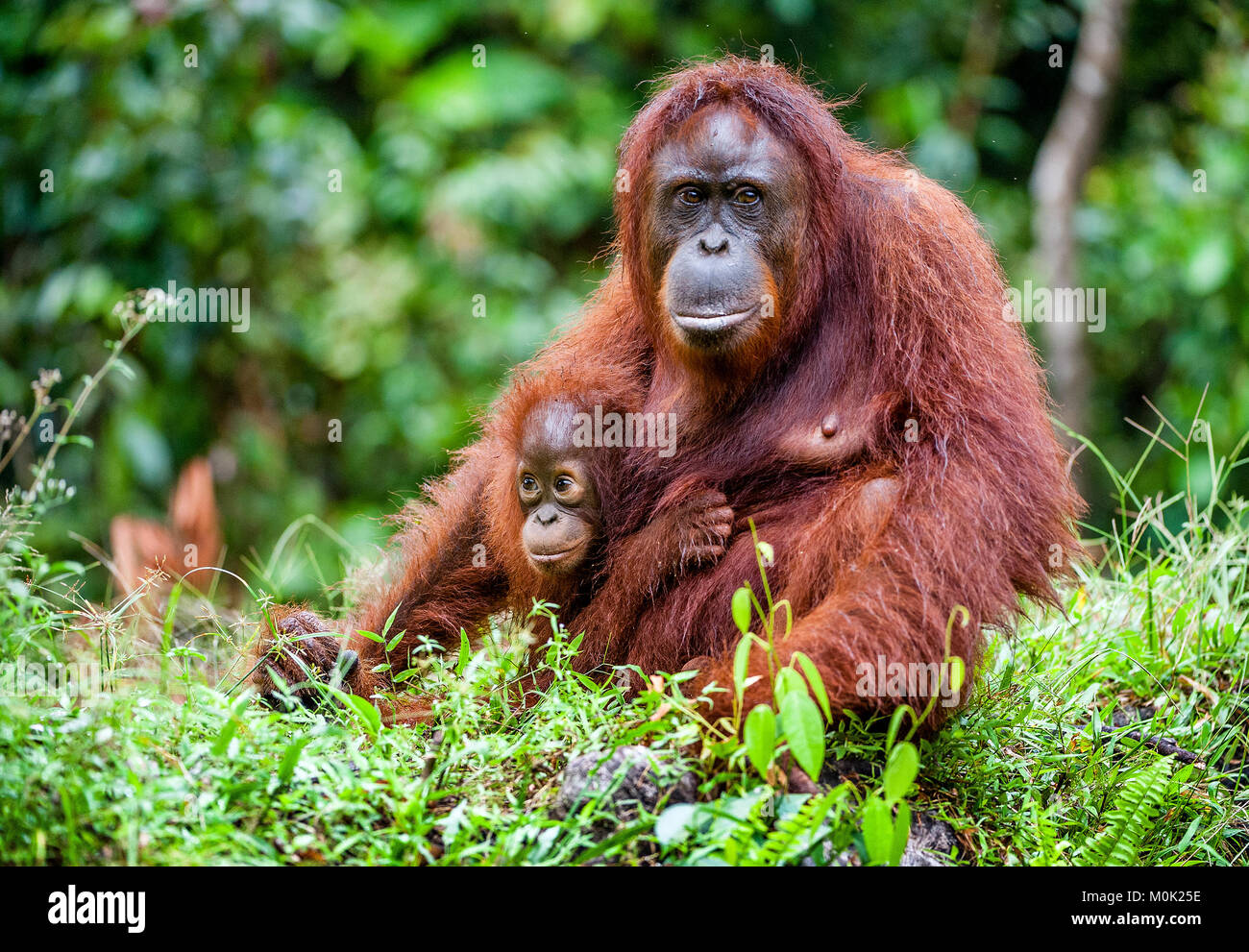 A female of the orangutan with a cub in a native habitat. Bornean orangutan (Pongo pygmaeus) in the wild nature.Rainforest of Island Borneo. Indonesia Stock Photo