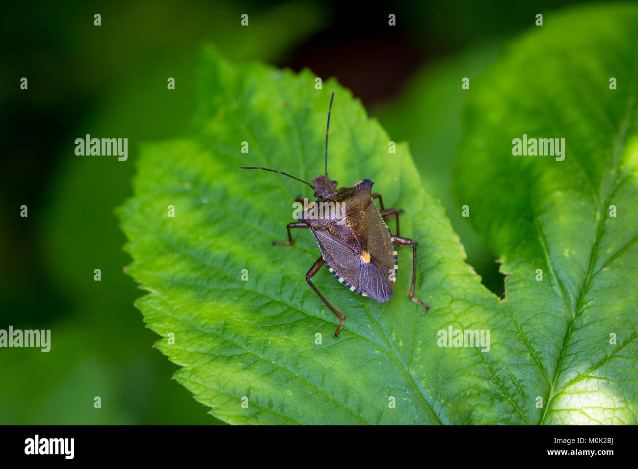 A Forest Bug or Red-Legged Shieldbug (Pentatoma rufipes) Stock Photo