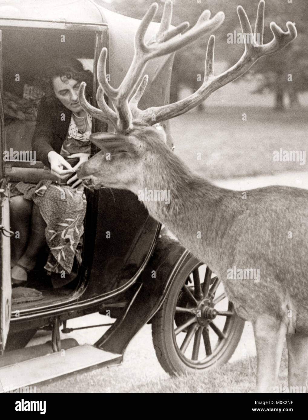 Feeding a deer from a car in Richmond Park, England, 1932 Stock Photo