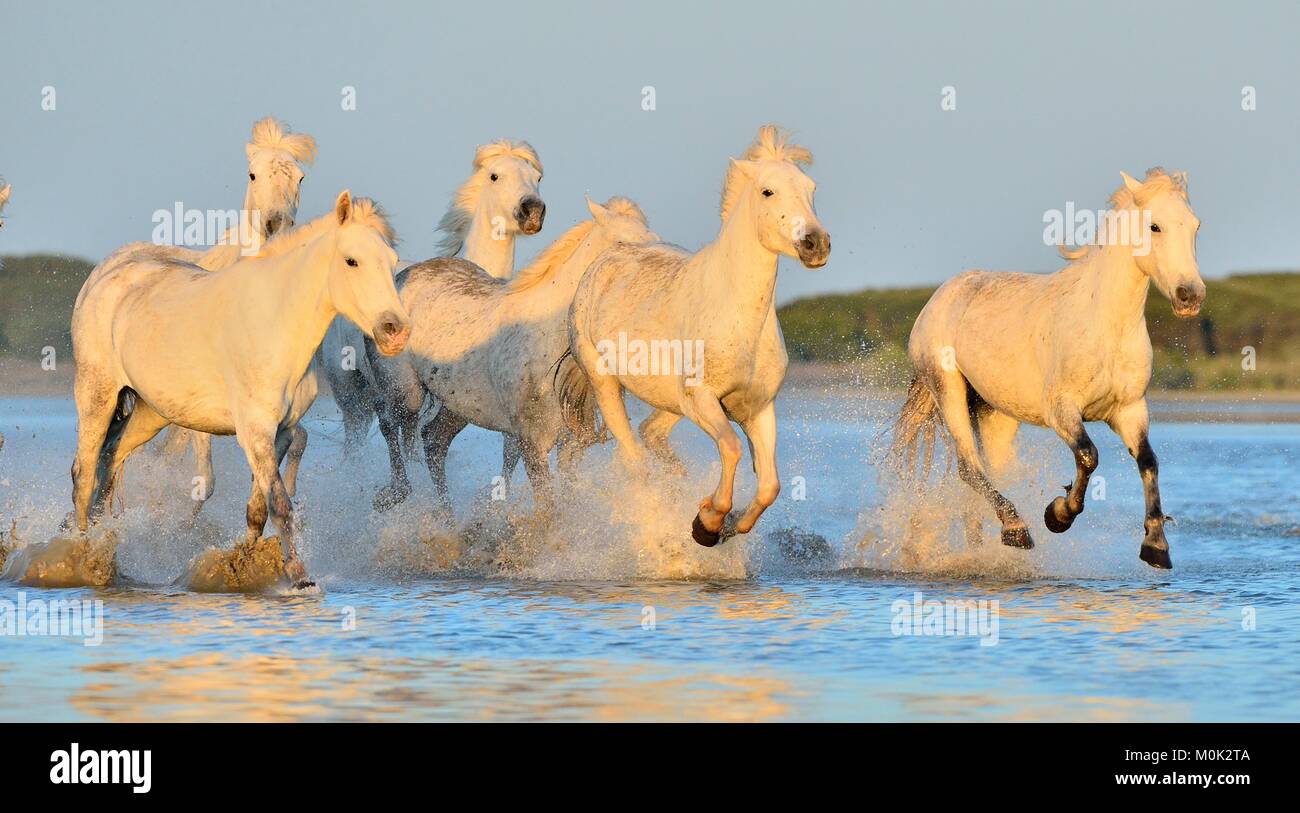 Herd of White Camargue Horses running on the water . Parc Regional de Camargue - Provence, France Stock Photo