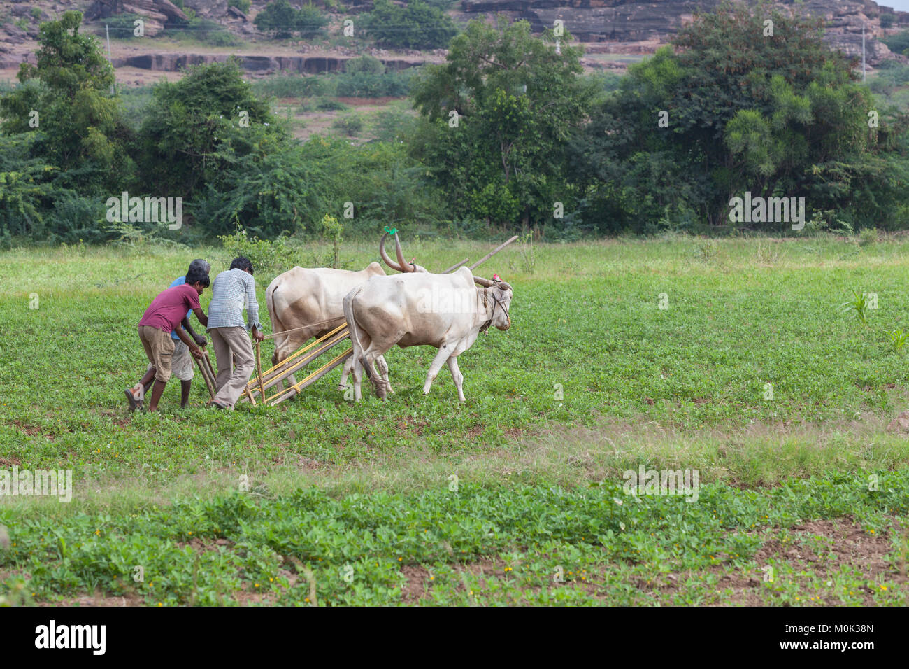 Farmers ploughing a field with cattle hi-res stock photography and ...