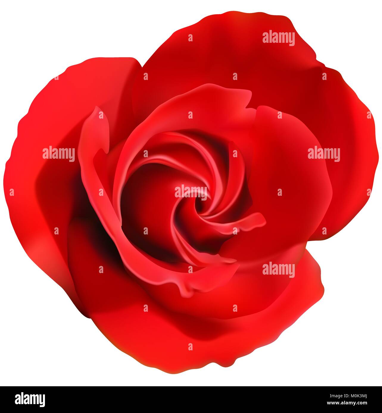 Red Rose Flower Isolated on a White Stock Vector Image & Art - Alamy