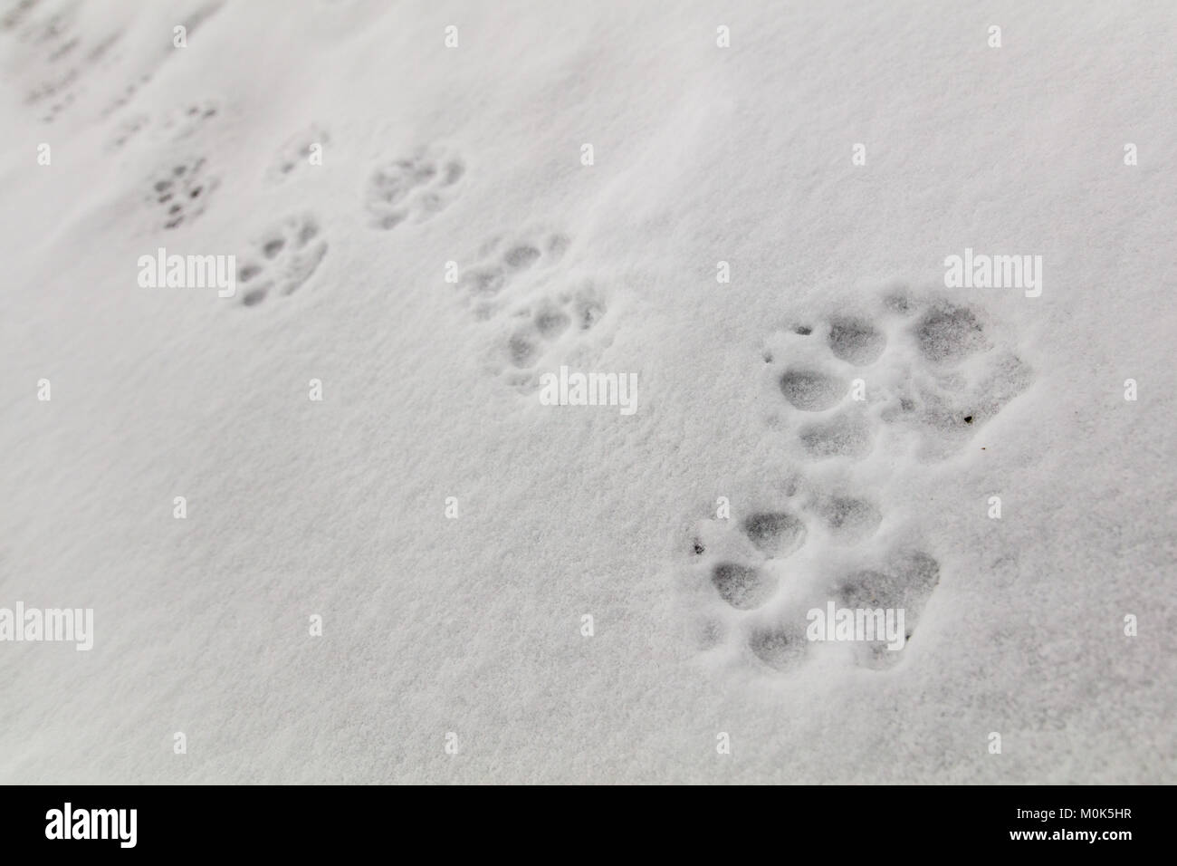 Wolf tracks snow hires stock photography and images Alamy