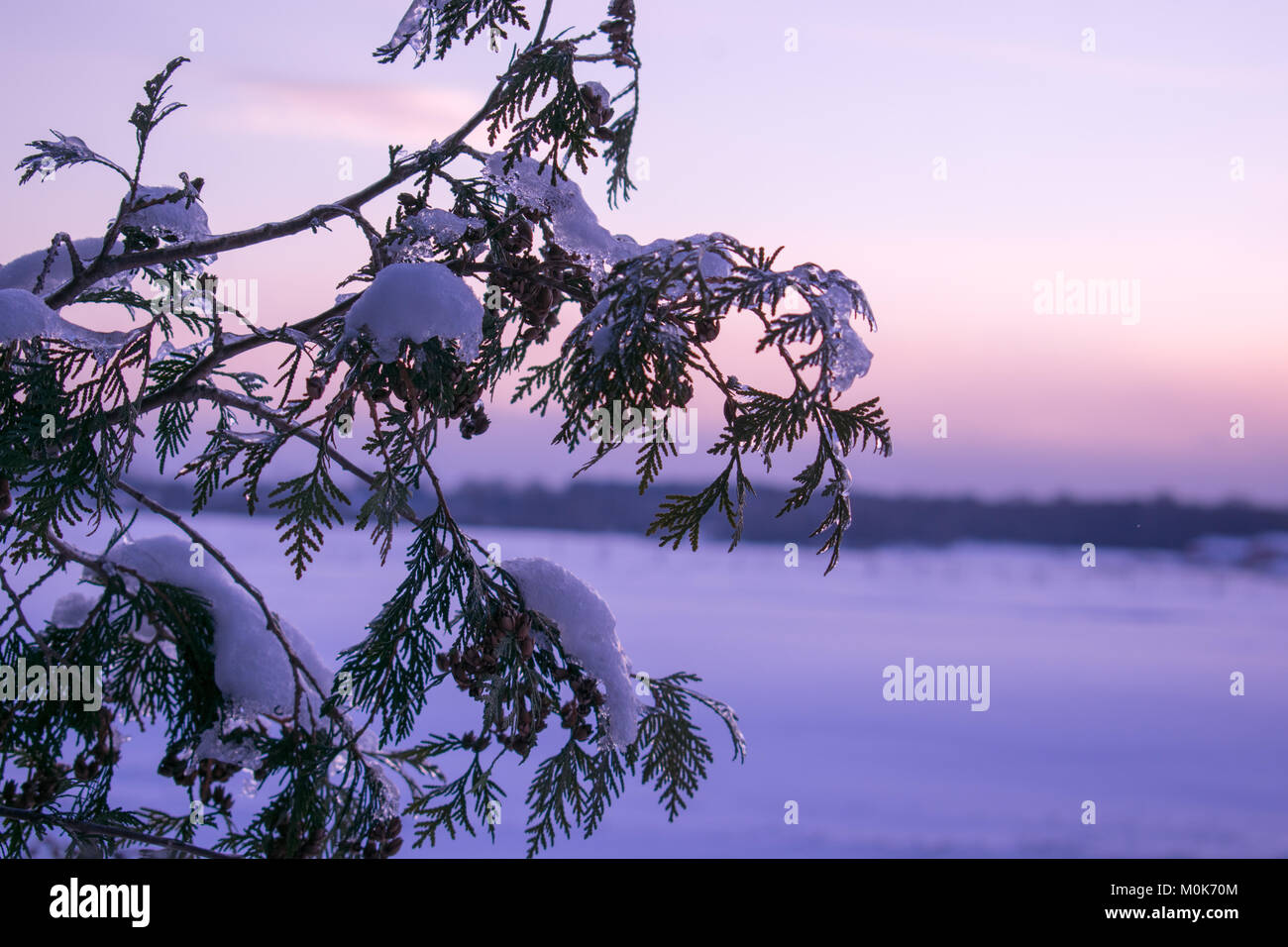 Cedar branches covered in snow with a landscape of snow, trees, and a purplish sky with pink clouds for a backdrop Stock Photo