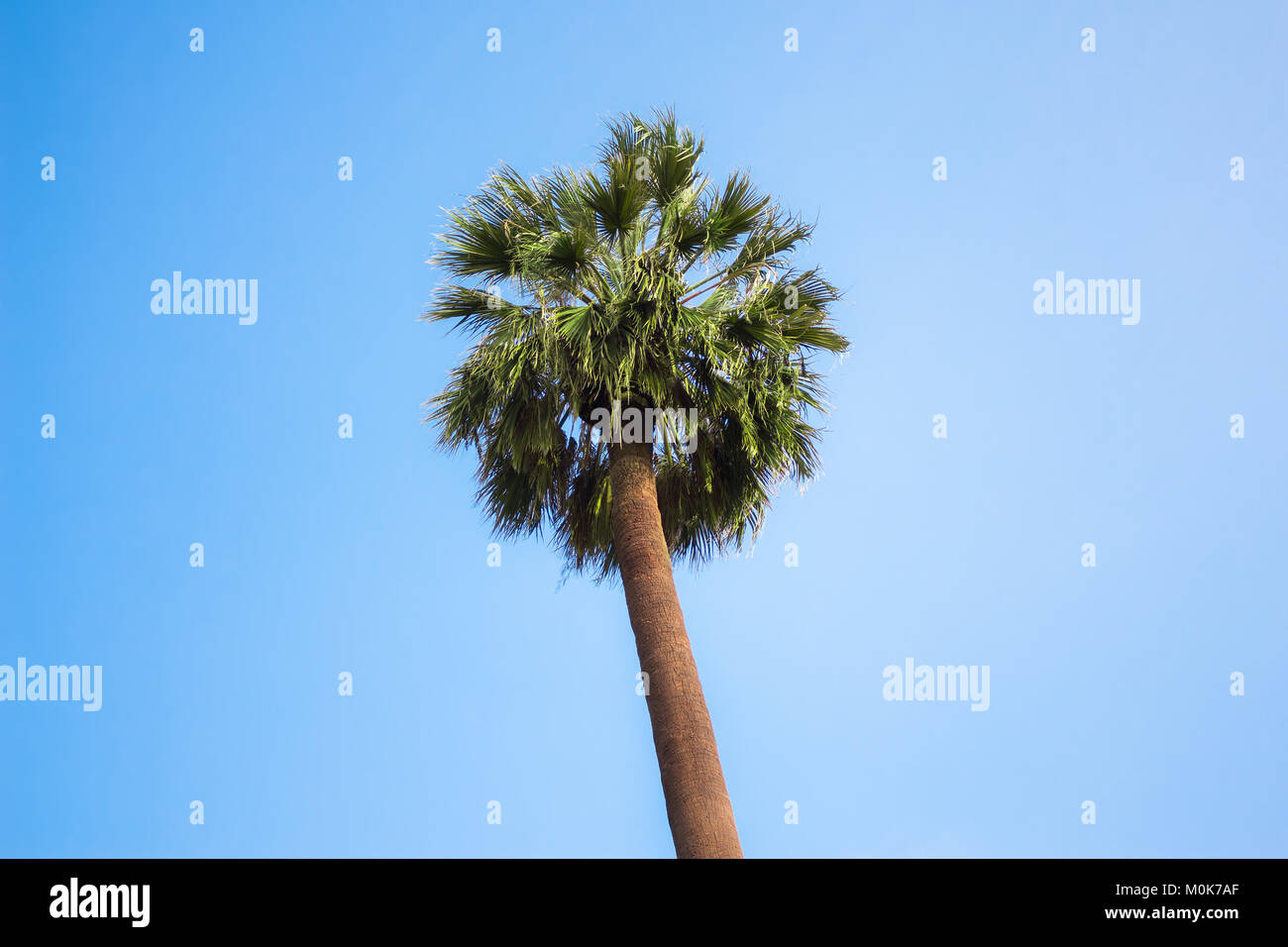 Fan palm tree hi-res stock photography and images - Alamy