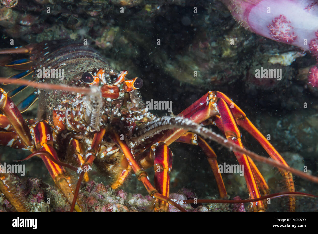 Japanese spiny lobster ( Panulirus japonicus Von Siebold, 1824 ) in Mie Japan Stock Photo