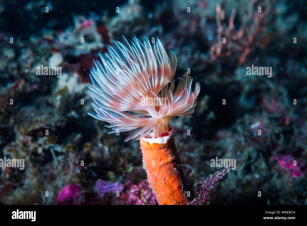 Feather Duster worm (Protula bispiralis Savigny, 1822) opning its
