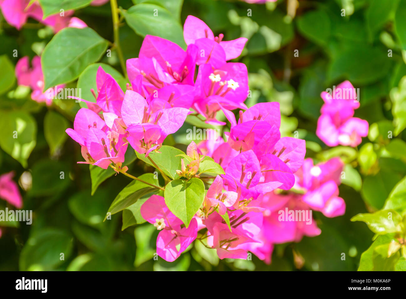 closeup photo of bougainvillea flower Stock Photo Alamy