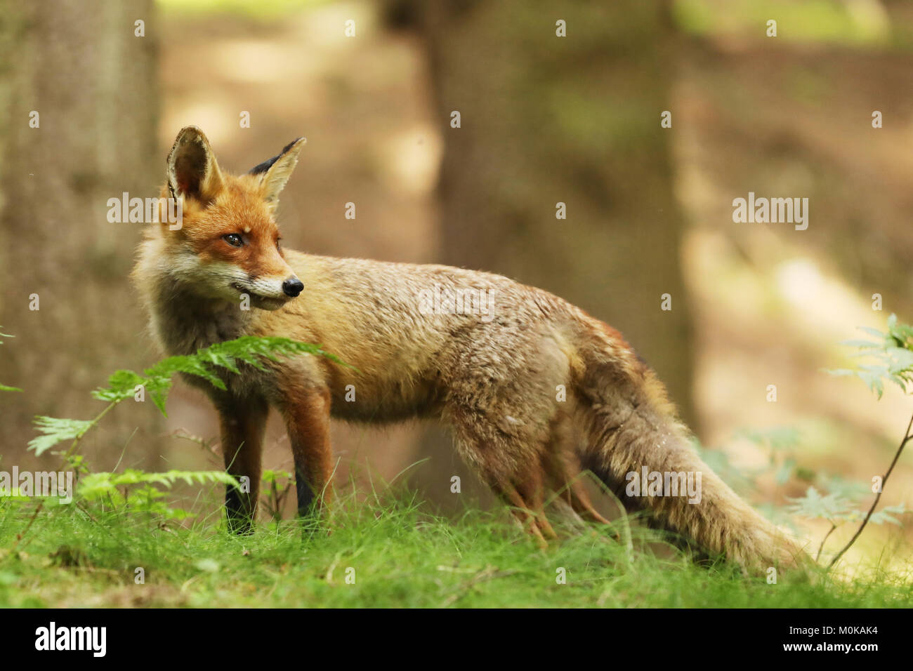 Red fox with orange fur coat animal in the nature habitat - Vulpes ...