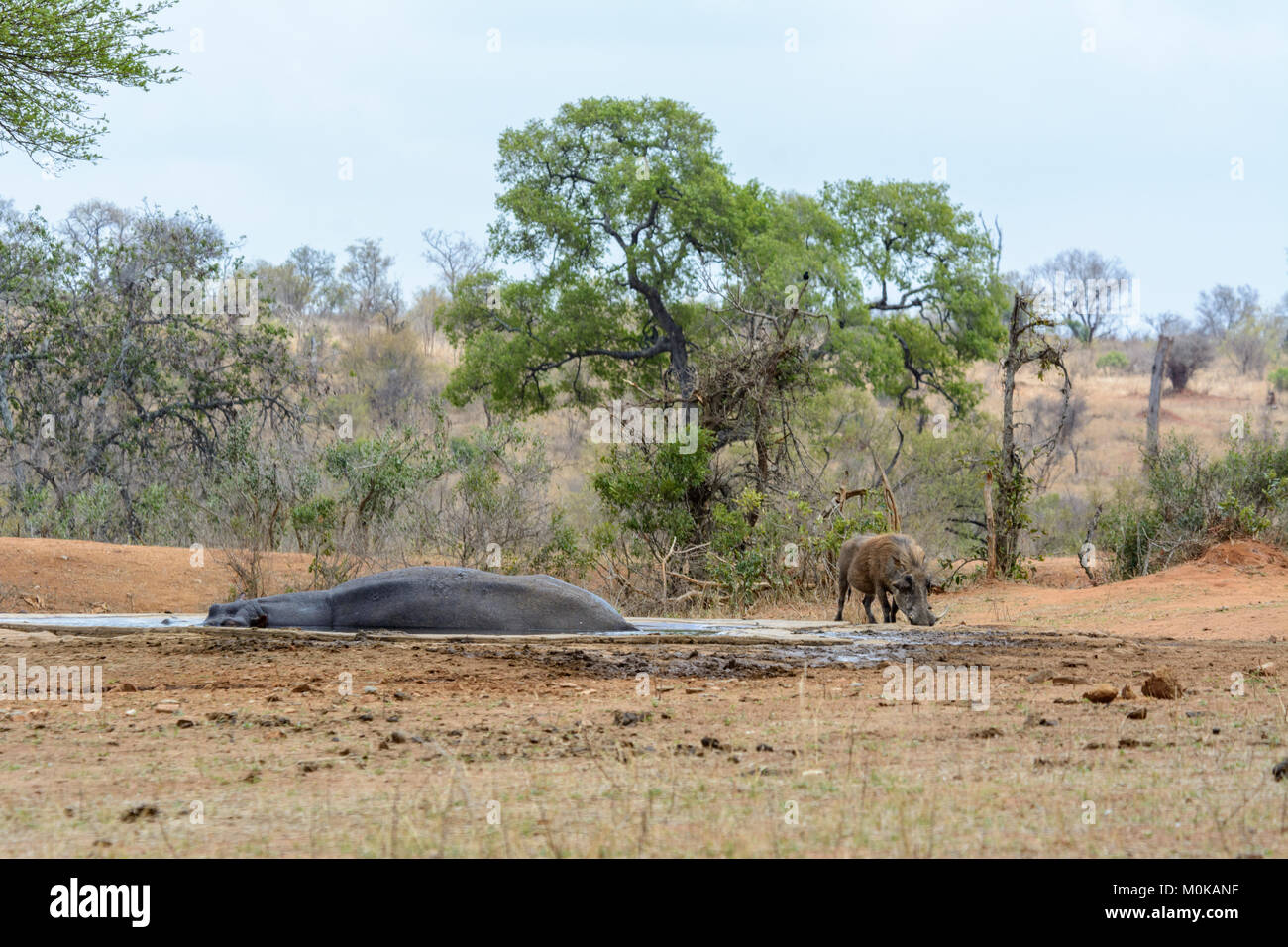 A brave male warthog (Phacochoerus africanus) drinks from the same small waterhole as a sleeping hippopotamus (Hippopotamus amphibius) in Kruger Natio Stock Photo