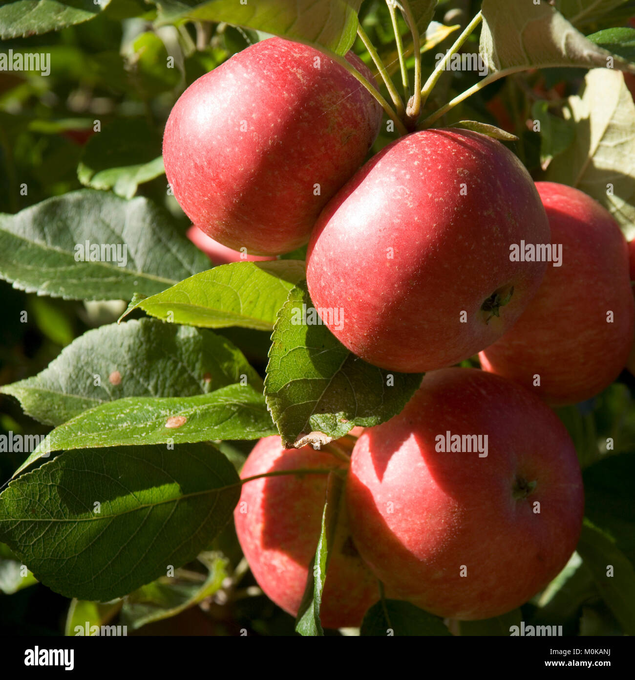 Bright red apples ripening on the tree Stock Photo - Alamy