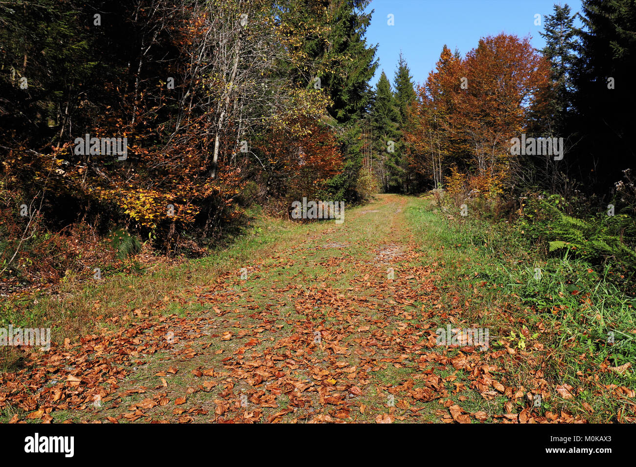 Lovely hiking path called 'Ibacher Panoramaweg' near Oberibach showing the colorful landscape in the southern Black Forest in Autumn, Germany Stock Photo