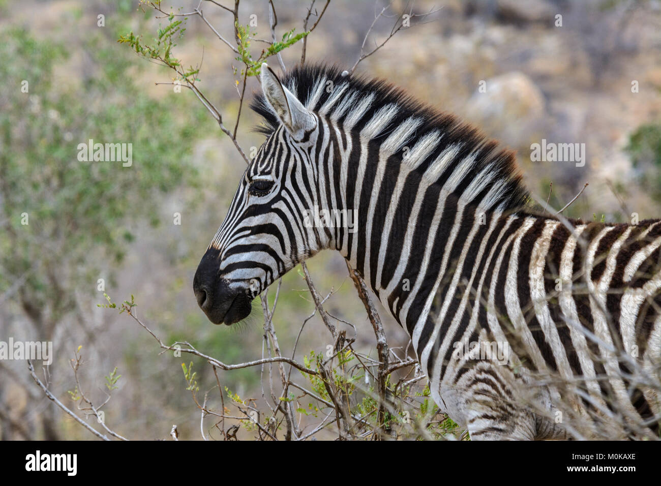 Close up portrait of a Burchells zebra (Equus quagga burchellii) in ...