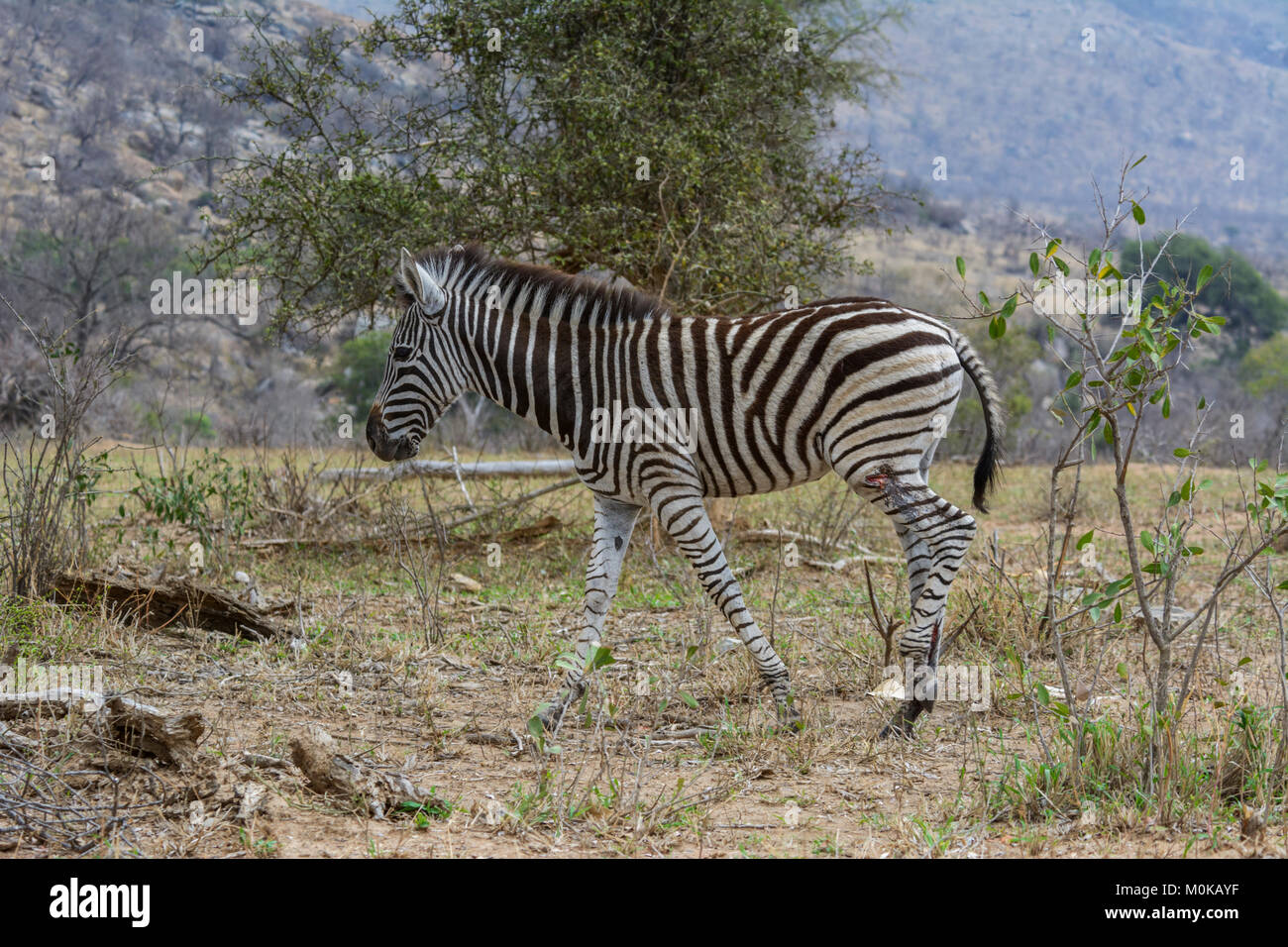 A wounded Burchells zebra (Equus quagga burchellii) walking in Kruger National Park, South Africa Stock Photo