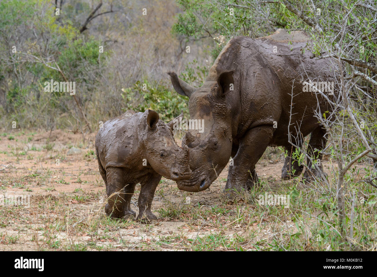 White rhinoceros mother and baby (Ceratotherium simum) covered in mud following a mud bath in Kruger National Park, South Africa Stock Photo