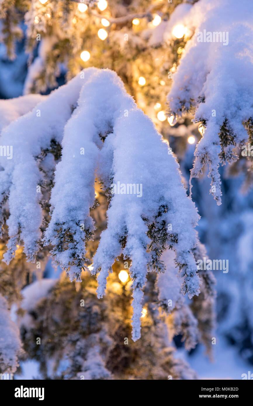 Close-up of fresh snow covering a Mountain Hemlock (Tsuga mertensiana) branch strung with glowing white lights at dusk, Kenai Peninsula, South-cent... Stock Photo